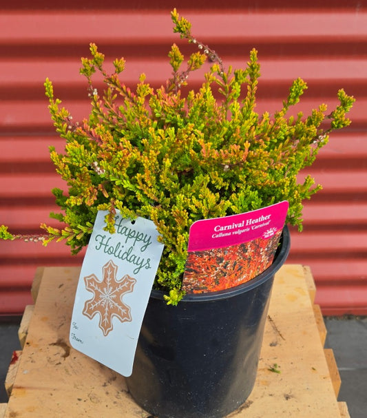 Potted Carnival Scotch Heather with decorative tags on a wooden surface against a red corrugated metal background