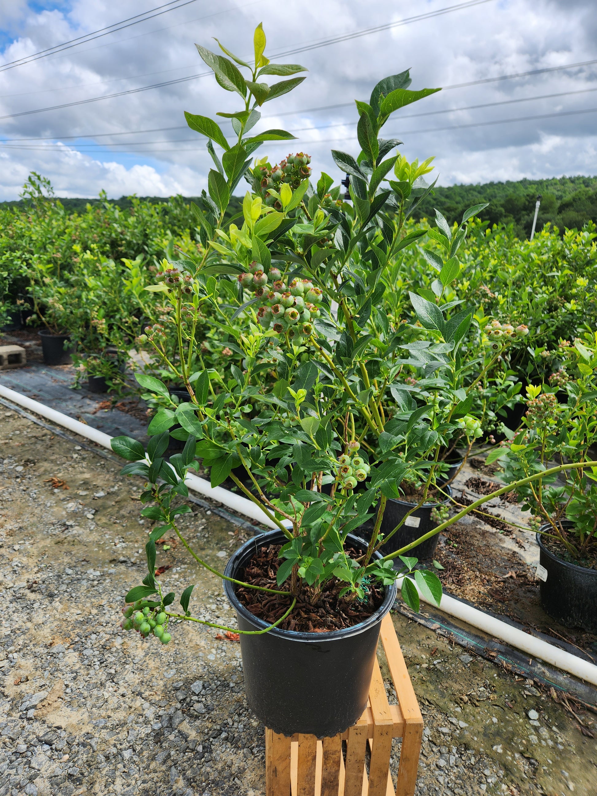 3G Vaccinium x 'Chandler' - Highbush Blueberry Bush - 1002468, image size:1946x2595