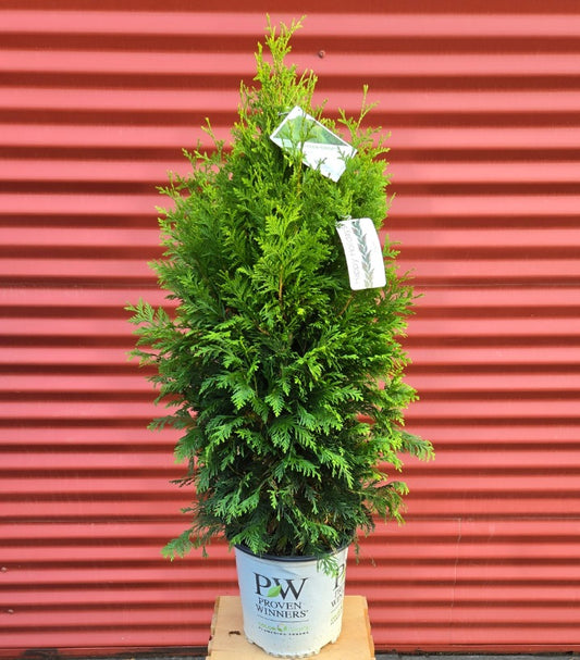 Potted Cheer Drops Arborvitae
 with tags against a red corrugated metal background