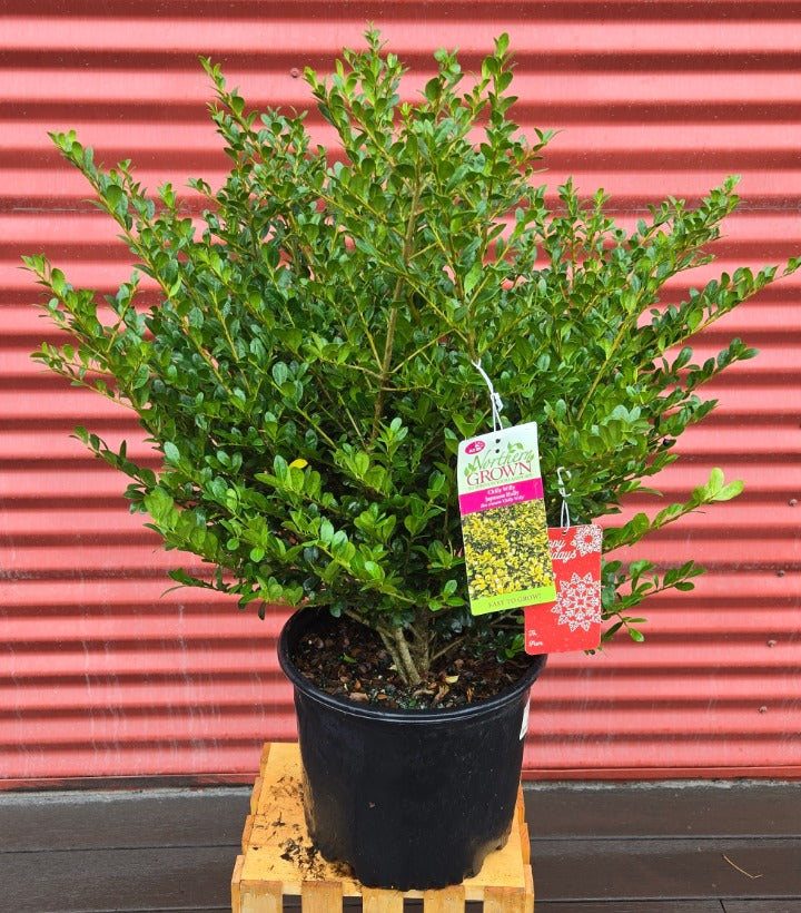 Potted Chilly Willy Japanese Holly
 with a tag against a red corrugated metal background