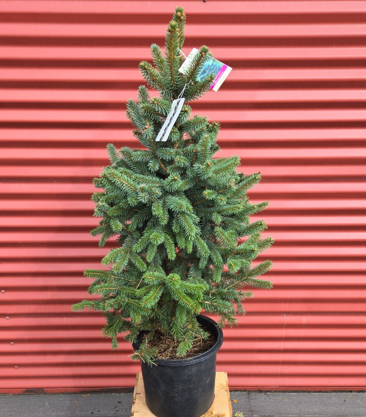 Potted Christmas tree with a tag against a red corrugated metal background