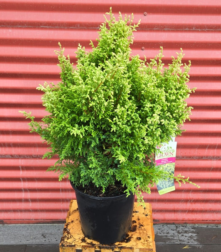 Potted Cream Ball Japanese Falsecypress on a wooden pallet with a red corrugated metal background