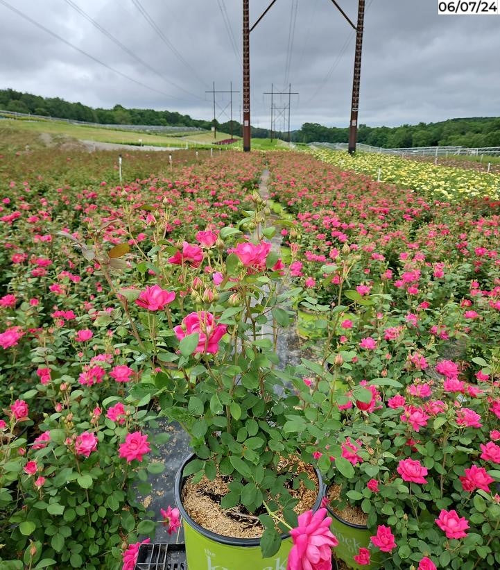 Potted Double Pink Knock Out® rose with bright pink blooms and green leaves in nursery pot