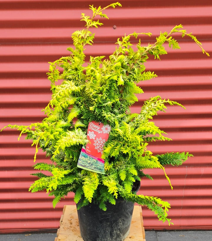 Potted Fernspray Gold False Cypress
with a tag against a red corrugated metal background