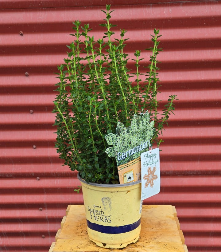 Potted Germander with a sign labeled 'Germania' against a red corrugated metal background