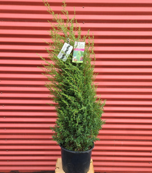 Potted Gnom Juniper with tags against a red corrugated metal background