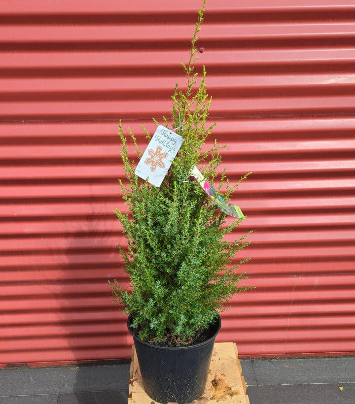 Potted Gold Cone Juniper
 with a tag against a red corrugated metal background