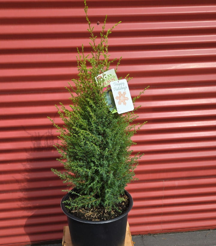 Potted Gold Cone Juniper
 with tags against a red corrugated metal background