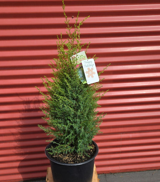 Potted Gold Cone Juniper
 with tags against a red corrugated metal background