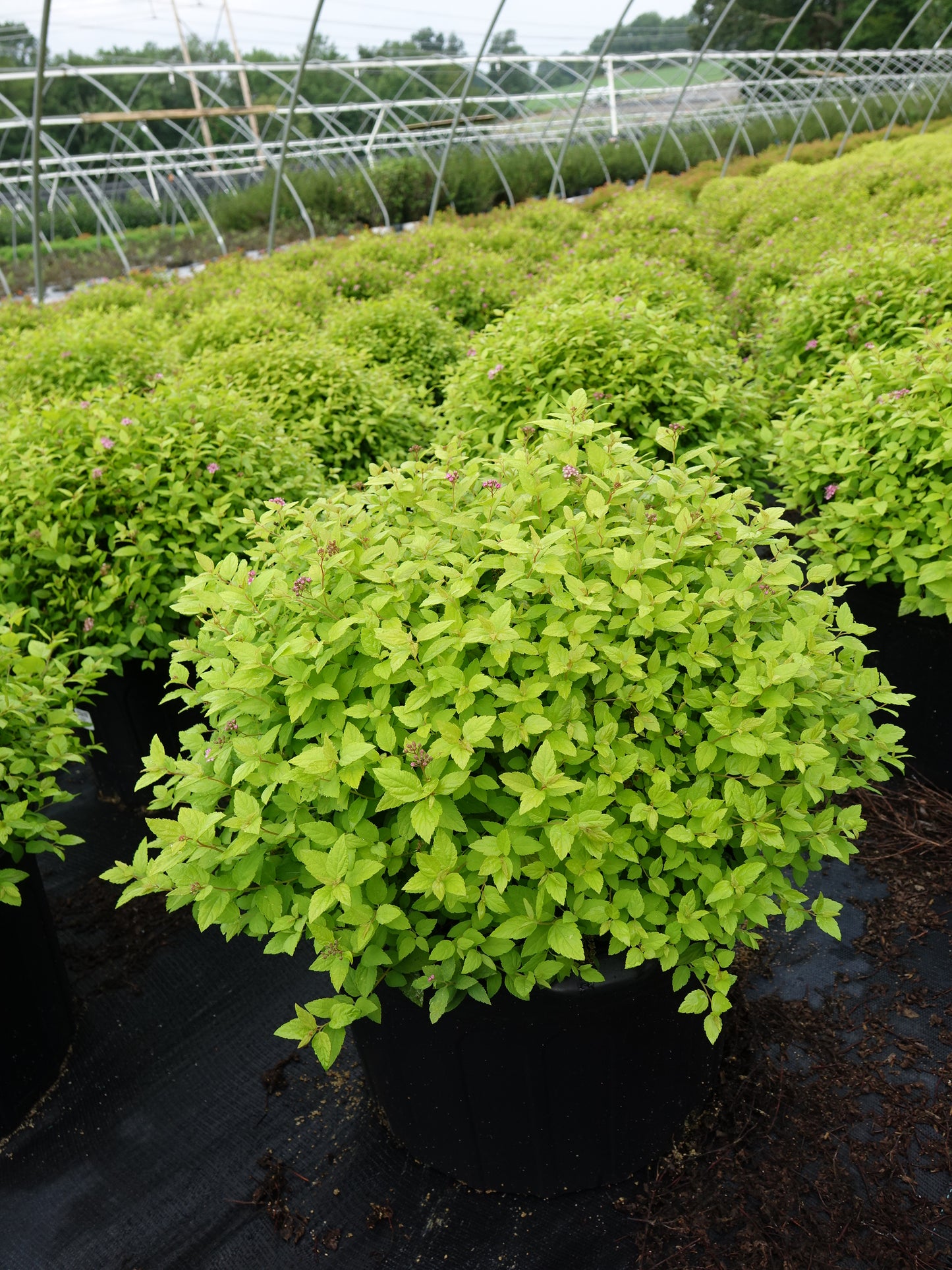 Potted Goldmound Spirea in the garden