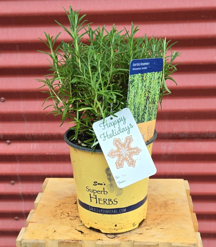 Potted Gorizia Rosemary with a 'Happy Holidays' tag on a wooden block against a red corrugated metal background.