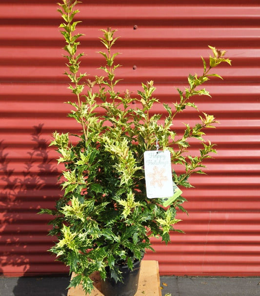Potted Goshiki False Holly with a tag against a red corrugated metal background
