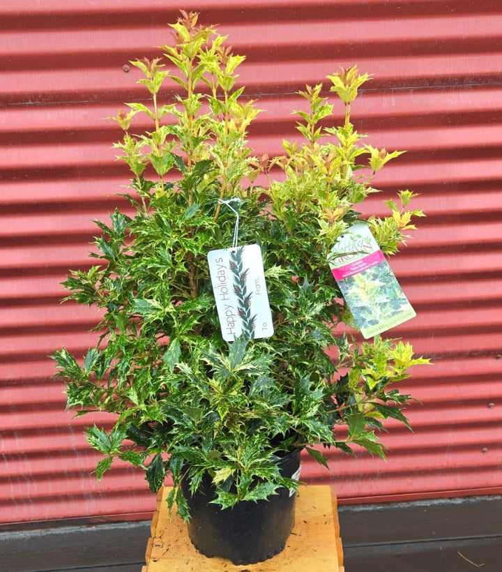 Potted Goshiki False Holly with tags against a red corrugated metal background