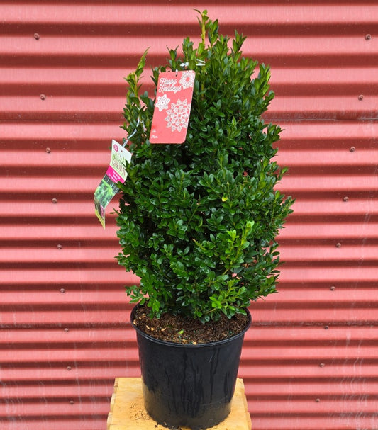 Potted Green Mountain Boxwood
 with tags against a red corrugated metal background