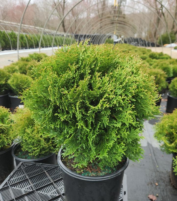 Potted Hetz Midget Arborvitae plant with green, scale-like foliage, displayed in a garden center environment.