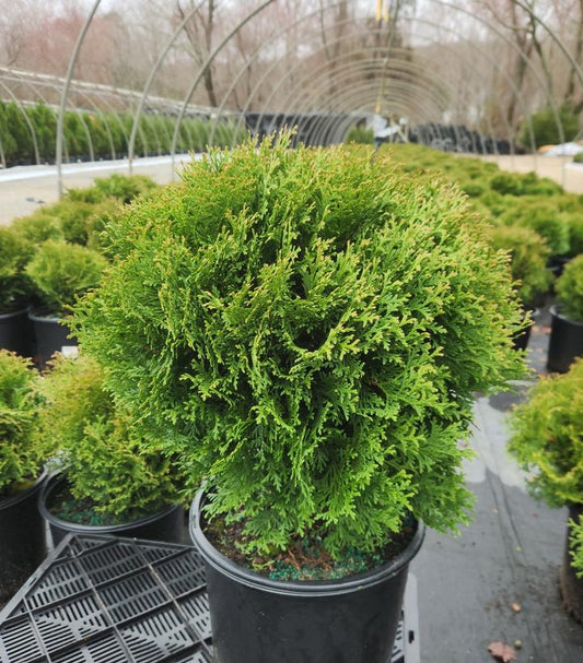 Potted Hetz Midget Arborvitae plant with green, scale-like foliage, displayed in a garden center environment.