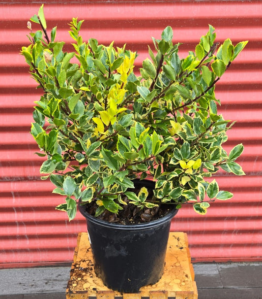 Potted Honey Maid Holly on a wooden pallet with a red corrugated metal background