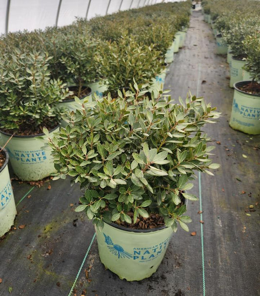 Potted Inkberry shrub with dark green foliage, part of a garden planting.