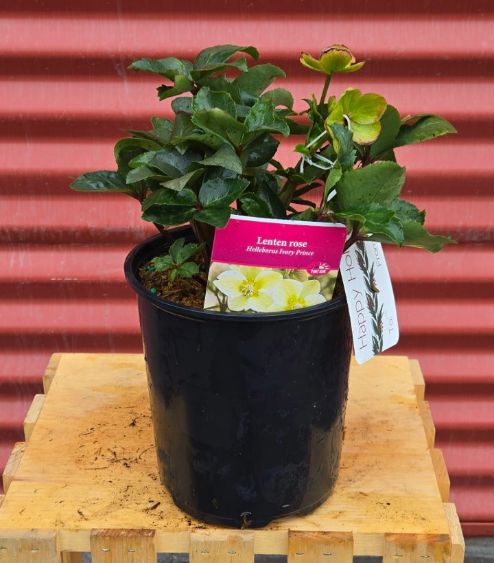 Potted Ivory Prince Christmas Rose
 on a wooden pallet with a red corrugated metal background