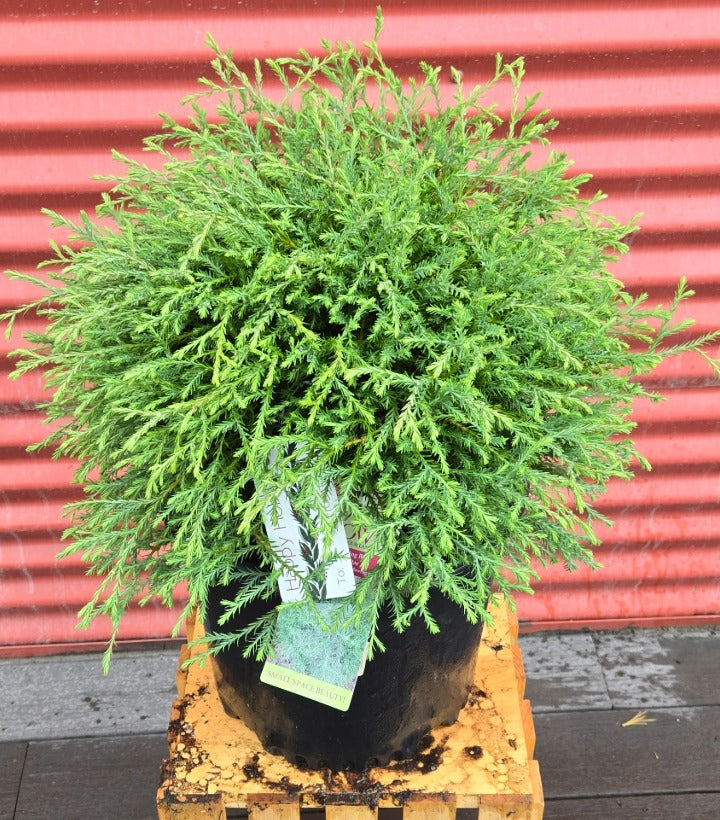Potted Mr. Bowling Ball® American Arborvitae on a wooden pallet with a red corrugated metal background