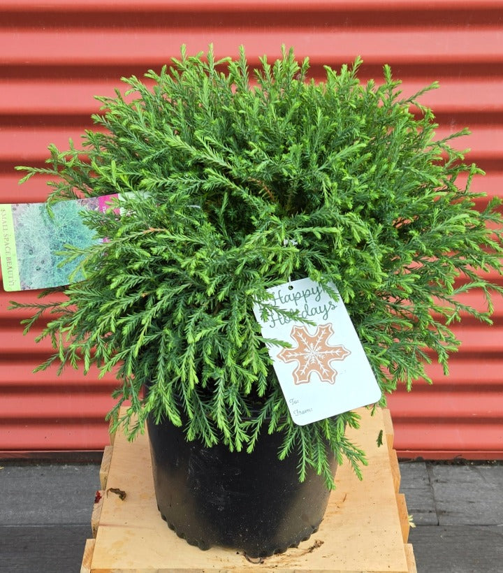 Potted Mr. Bowling Ball® American Arborvitae with a decorative tag on a red corrugated metal background