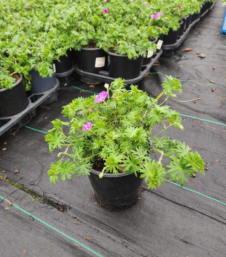 Potted New Hampshire Cranesbill Geranium with purple flowers and green foliage, displayed on a lawn and patio.