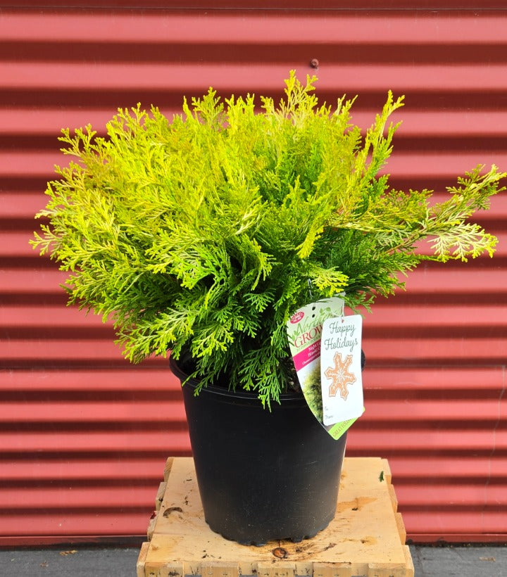 Potted Night Light Hinoki Cypress with a tag on a wooden block against a red corrugated metal background