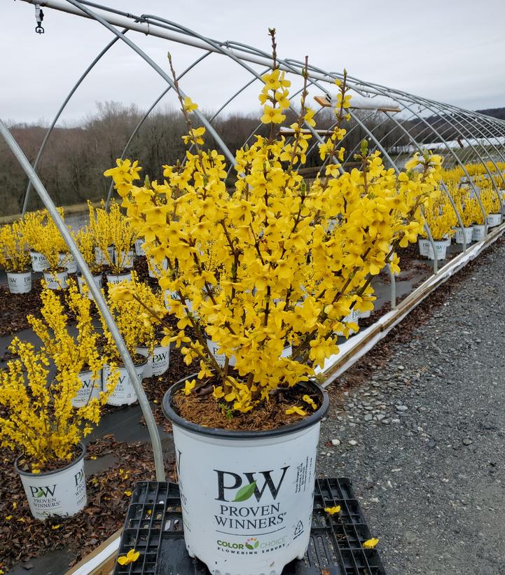 Potted Show Off® Forsythia plant with bright yellow flowers in a nursery setting