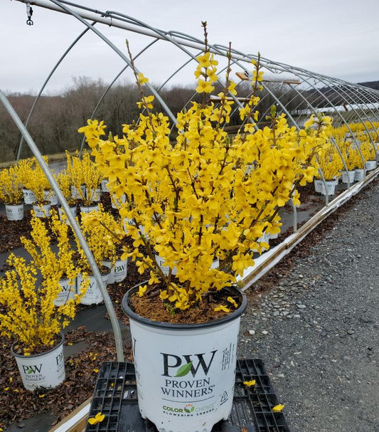 Potted Show Off® Forsythia plant with bright yellow flowers in a nursery setting