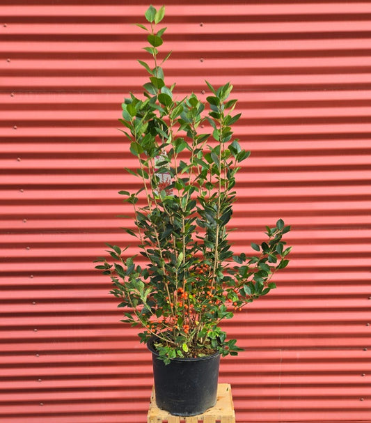 Potted Showtime Winterberry on a wooden block with a red corrugated metal background