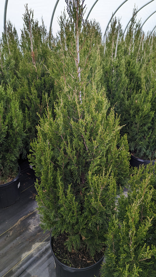 Potted Spartan Juniper plants with upright evergreen habit and dark green foliage.