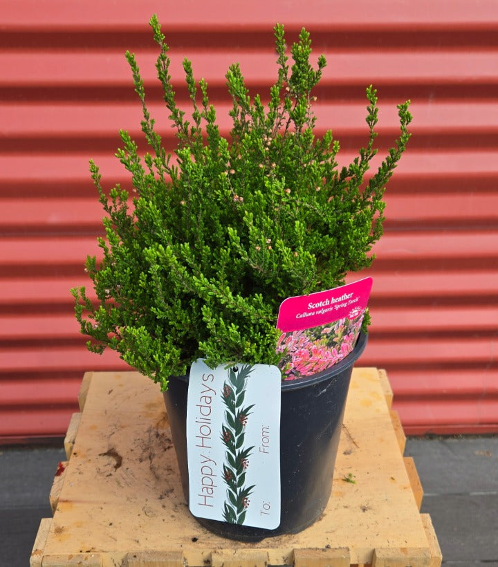 Potted Spring Torch Scotch Heather
 with a pink tag and 'Happy Holidays' label on a wooden pallet against a red corrugated metal background.