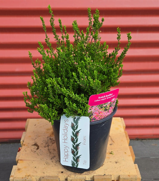 Potted Spring Torch Scotch Heather
 with a pink tag and 'Happy Holidays' label on a wooden pallet against a red corrugated metal background.