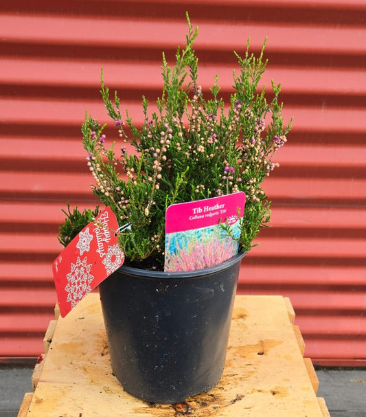Potted Tib Summer Heather on a wooden surface with a red corrugated metal background