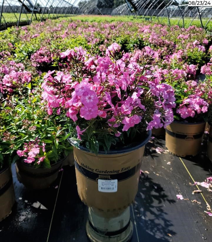 Potted Volcano® Pink Garden Phlox with flowers in nursery