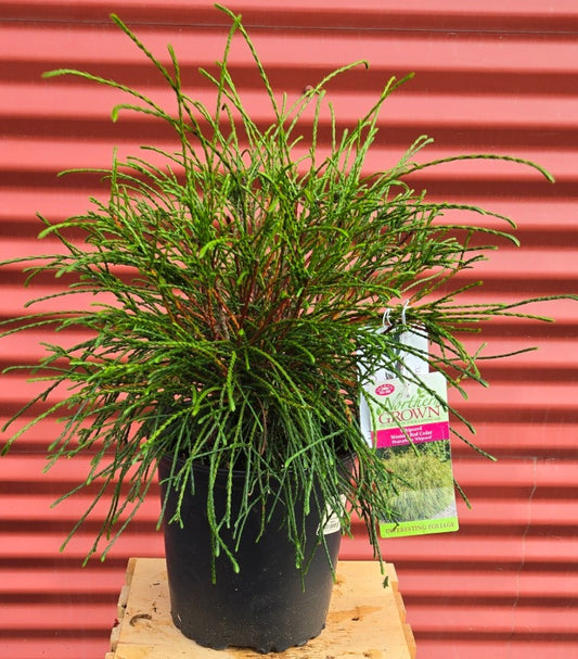 Potted plant with a tag against a red corrugated metal background