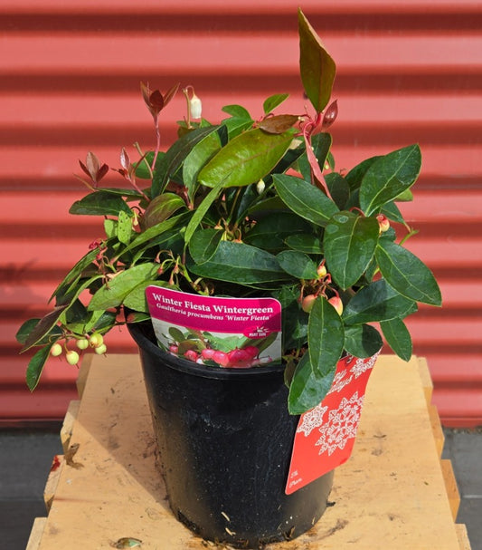 Potted Winter Fiesta Wintergreen
 with a red background