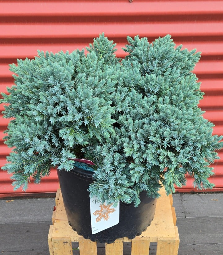 Potted blue-green shrub on a wooden pallet with a red metal background