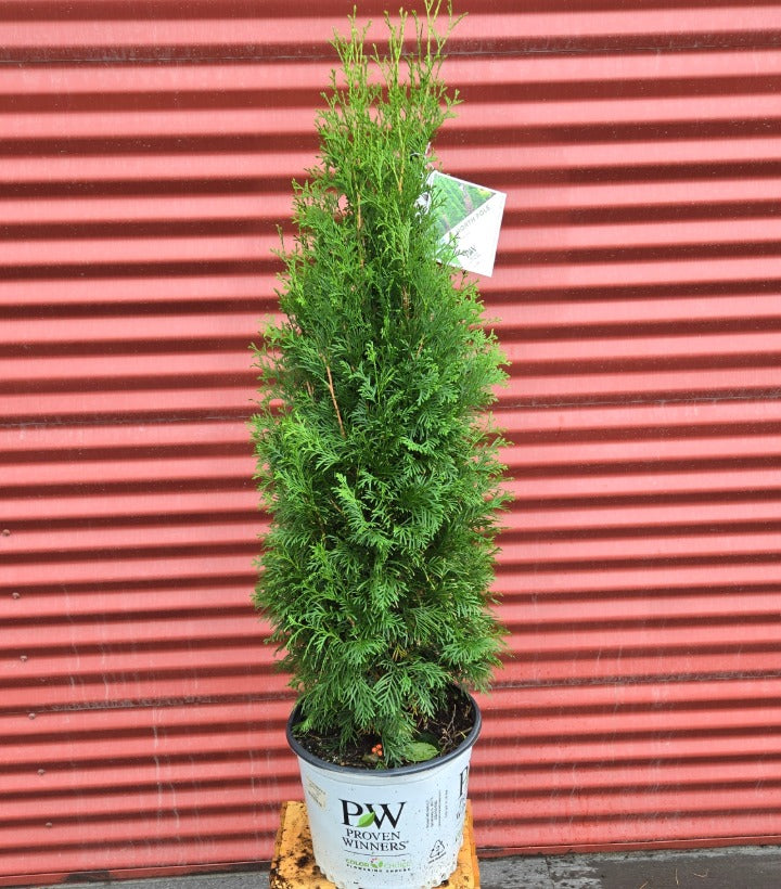 Potted conifer tree with a red corrugated metal background