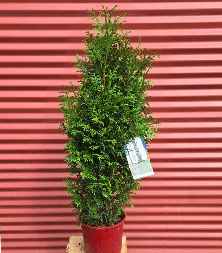 Potted coniferous tree with a tag against a red corrugated metal background