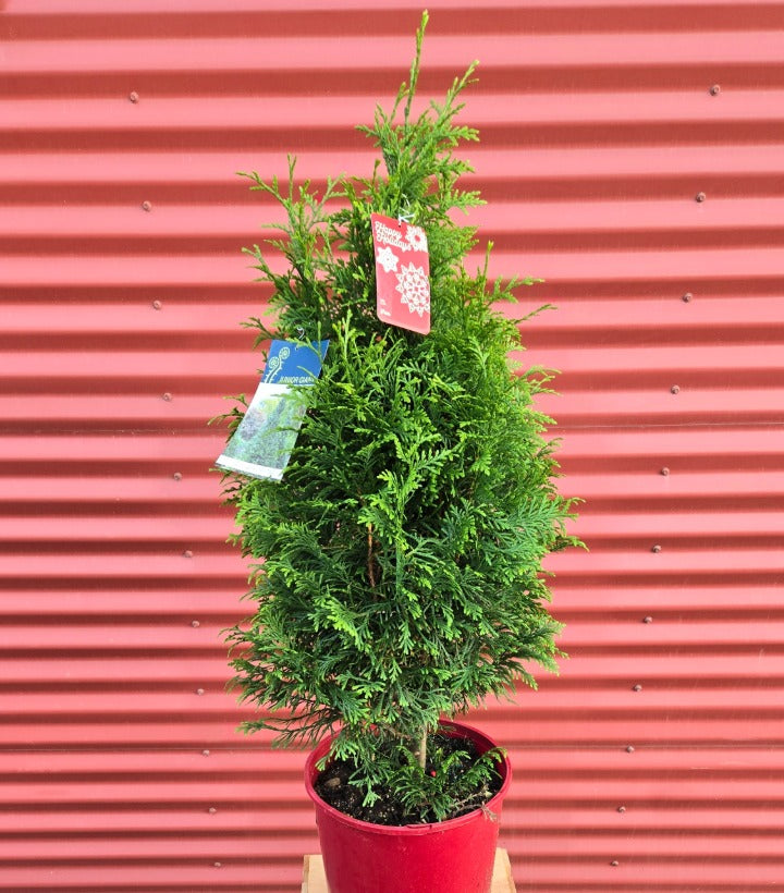 Potted coniferous tree with tags against a red corrugated metal background