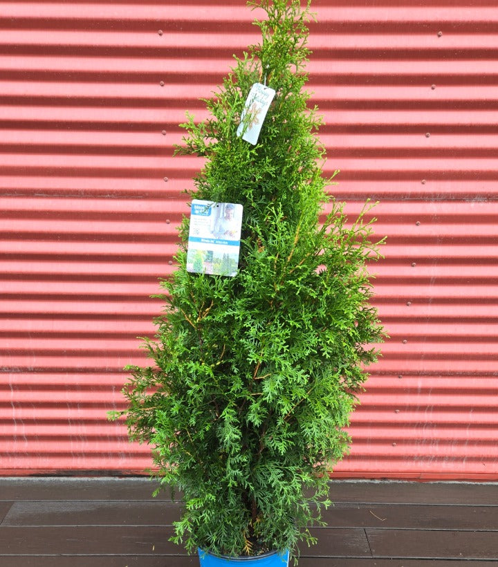 Potted coniferous tree with tags against a red corrugated metal background