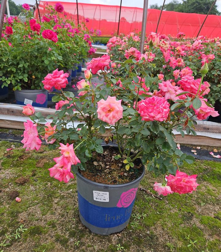 Potted pink flowering plant in a garden setting with a red tent in the background