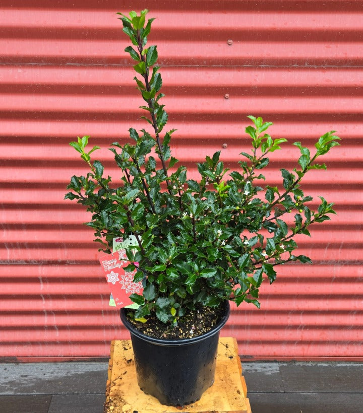 Potted plant on a wooden block with a red corrugated metal background