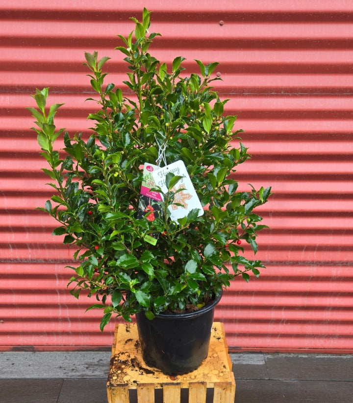 Potted plant on a wooden crate with a red corrugated metal background