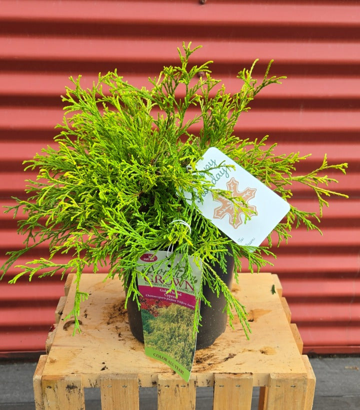 Potted plant on a wooden pallet