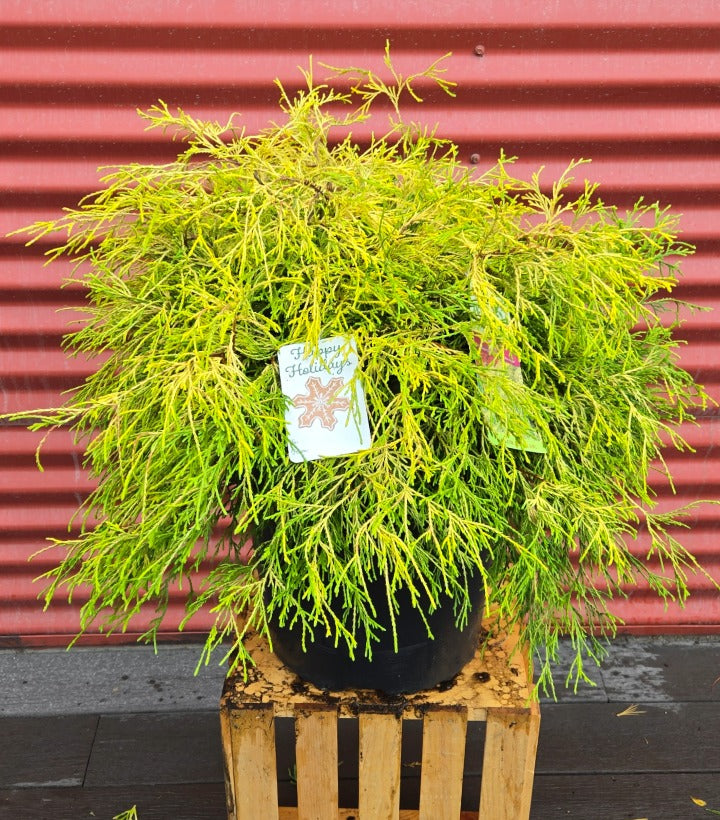 Potted plant on a wooden pallet with a red corrugated metal background