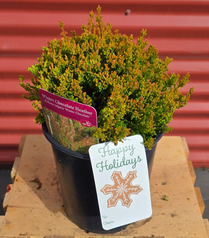 Potted plant with a 'Happy Holidays' tag on a wooden surface against a red metal background