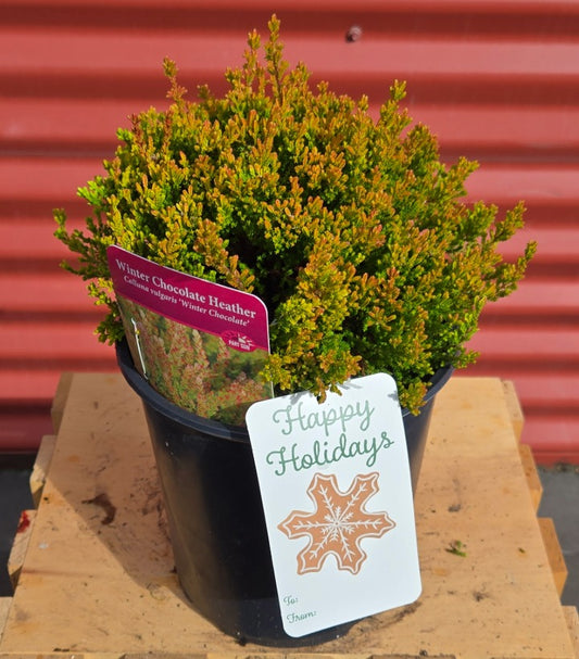 Potted plant with a 'Happy Holidays' tag on a wooden surface against a red metal background