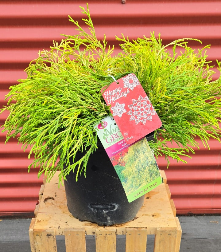 Potted plant with a decorative tag on a wooden pallet against a red corrugated metal background